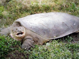 ����Ĺ�Ч������ ����ĸ���