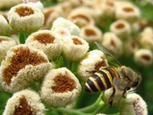 ���صĹ�Ч������ ����ȥʪ����ɢ��