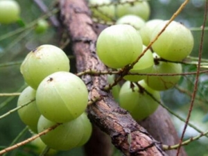 �͸��ӵĹ�Ч������ �͸��ӵ�ʳ�÷���