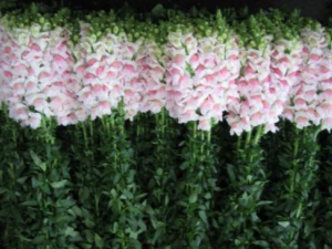 �����_����ݵĹ�Ч����|�÷�����