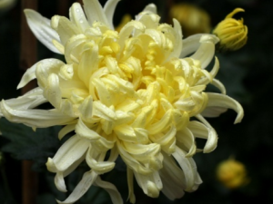 �ջ�����_�ջ������Ĺ�Ч|�÷�