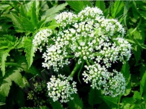 ���۸��Ĺ�Ч������ ���۸��ж���