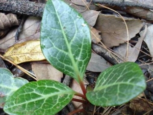 ¹�βݵĹ�Ч������ ¹�β������ʪ��