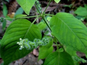 ţ��ݵĹ�Ч������ ţ������δ�Ӹ�׶���