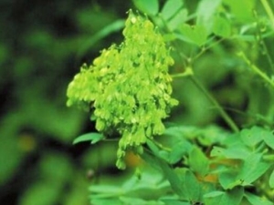 ������ɲݵĹ�Ч������ ������ɲ�����������