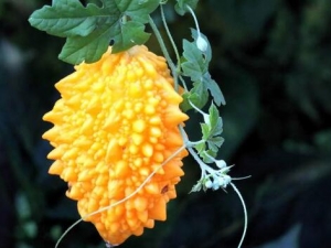 �����ӵĹ�Ч������ ���������ϵ�����