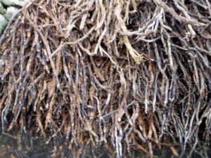 ާ���Ĺ�Ч������ ާ���ĸ���