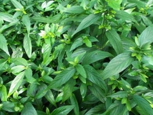 ��ͷʨ�ӲݵĹ�Ч������ ��ͷʨ�Ӳݵĸ�������