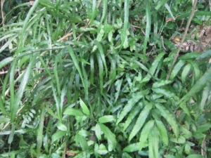 ��ڲݵĹ�Ч������ ��ڲݵ�ҩ�ü�ֵ