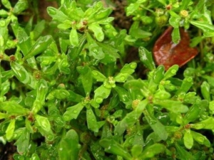 �����Ա�����ô�� �����Ա����������