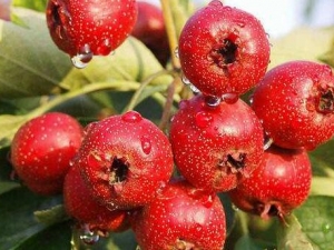 ɽ髲����θ��ɽ髵�ʳ�÷���