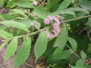 �Ϸ��Ĺ�Ч������ �Ϸ����ֹѪ��