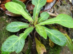 ����ɡ�Ĺ�Ч������ ����ɡ��ֹ����