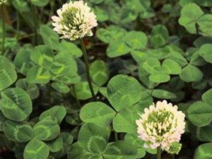 ��Ҷ�ŲݵĹ�Ч������ ��Ҷ�Ų����ο�����