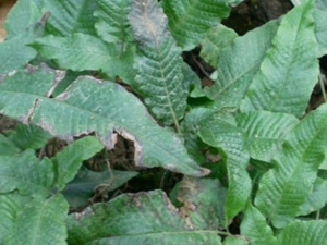 ��֦��Ĺ�Ч������ ��֦�����ε���������