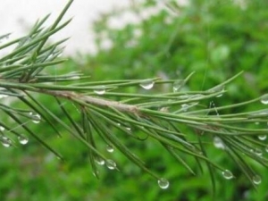 ����Ҷ�ӵĹ�Ч������ ����Ҷ����ˮ���ܼ�����