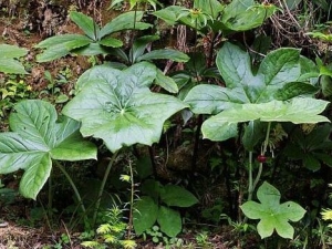 �˽���Ҷ�Ĺ�Ч������ �˽���Ҷ�ĸ���