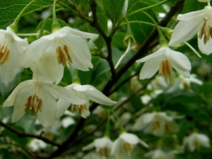 ��Ϣ��Ĺ�Ч������ �и��ܺȰ�Ϣ����