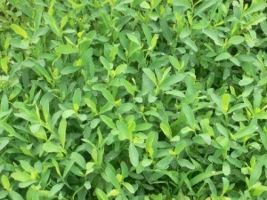 ����˵�Ӫ����ֵ ����˵�ʳ�÷���