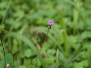 ���̲ݵĹ�Ч������ ���̲ݵĸ���