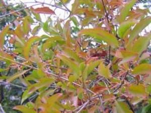 ţ��̼����Ĺ�Ч������ ţ��̼������������С����