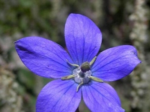 ���ڵ��εĹ�Ч������