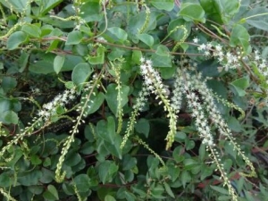 ��������Ĺ�Ч������ ��������ĸ�������