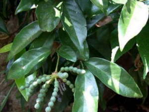 ��צ��_��צ��Ĺ�Ч����|�÷�����