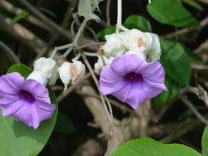 �����ٵĹ�Ч������ �����ٵ��÷�����