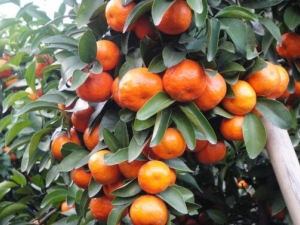 ɰ���ٵ�Ӫ����ֵ ɰ���ٵ�ʳ�÷���