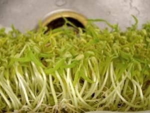 ��ѿ��Ӫ����ֵ �Զ�ѿ����ʲô��