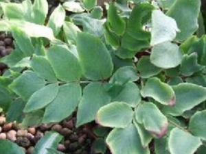 ���ͷ���Ĺ�Ч������ ���ͷ����ȥˮ����