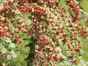 �غ��ӵĹ�Ч������ �غ��������ȳ�ʪ��