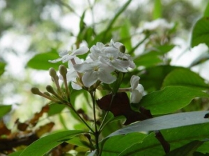 ����ᶡ��Ĺ�Ч������ ��ֹ�Ȼ�̵��Ѫ����