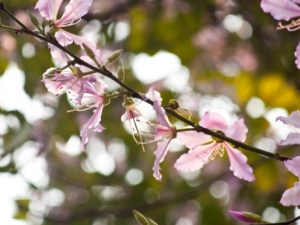 ��ҹ���ŵĹ�Ч������ ��ҹ�����ܲ���������