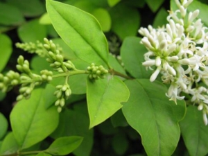 Ů��Ƥ�Ĺ�Ч������ Ů��Ƥ�ĸ�������