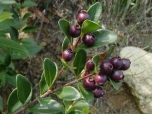 �ڷ��ӵĹ�Ч������ �ڷ��ӵĸ���