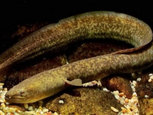 �����Ӫ����ֵ �����ʳ�÷���