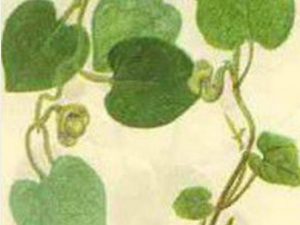 ���ڻƹ����Ĺ�Ч������ ���ڻƹ������θ�����