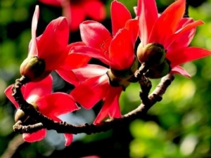 ľ�޻��Ĺ�Ч������ ľ�޻��������ֹ����