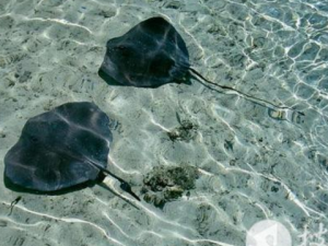 ����_����Ĺ�Ч����|�÷�����