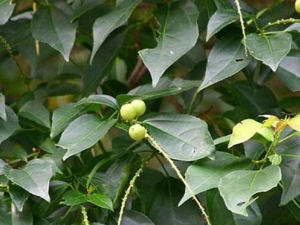 �Ͷ�֩���ߴ��� �Ͷ�֩���߹�Ч �Ͷ�֩���߸�������