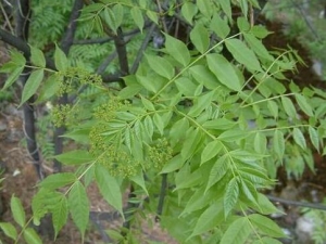 ��ľ�Ĺ�Ч������ ��ľ����������