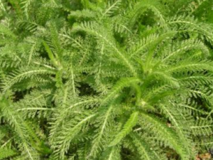 ��Ӳ�_��Ӳݵ��÷�|��Ч