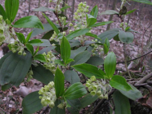 ˑ����_ˑ�����Ĺ�Ч|��������