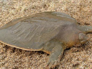 ����_����Ĺ�Ч|�÷�����