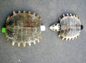 ����_���׵Ĺ�Ч|�÷�����