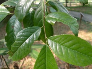 ��Ҷ��ӣ�Ĺ�Ч���� ��Ҷ��ӣ����ʹ����