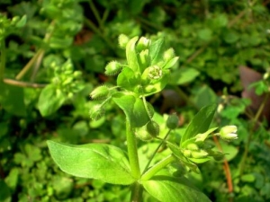 ��Ҷ���ƵĹ�Ч������ ��Ҷ�����ܲ���׳����