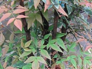 ������Ҷ�Ĺ�Ч������ ������Ҷ����С���Ს��